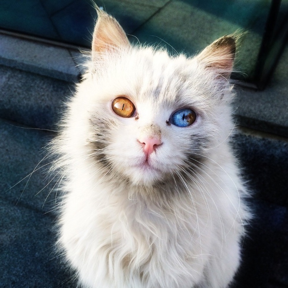 Meet your Posher, Cynthia